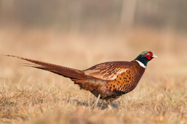 Pheasant male - Flying Feathers - Golden City MO