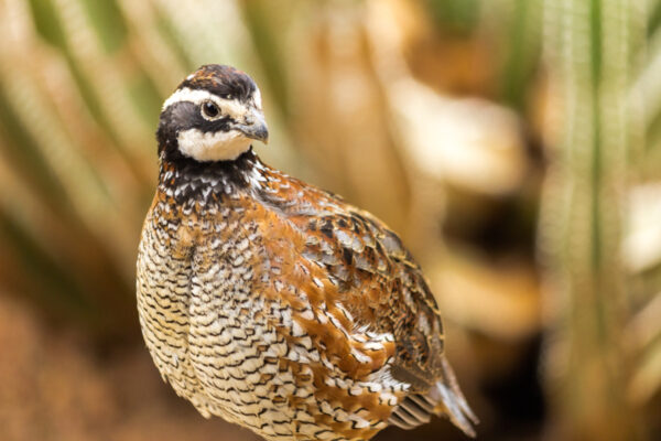 Quail male - Flying Feathers - Golden City MO