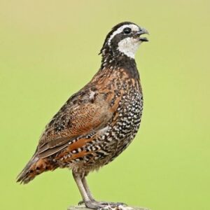 Northern Bobwhite Quail